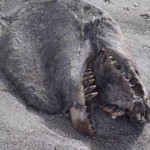 Encontraron rastros de un extraño animal en una playa de Nueva Zelanda