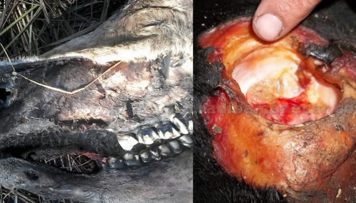 Dueños de ganado en localidades de Santa Fé sufren pérdidas de animales en extrañas circunstancias. Dueños de ganado en localidades de Santa Fé sufren pérdidas de animales en extrañas circunstancias.
