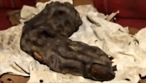 dedo-humanoide-de-40cm-encontrado-en-egipto