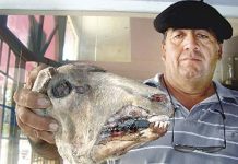 Hallan ganado mutilado en Santiago del Estero, Argentina
