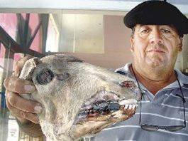 Hallan ganado mutilado en Santiago del Estero, Argentina