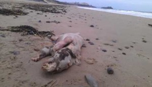 Extraña ‘bestia mutante’ aparece muerta en playa del Reino Unido.
