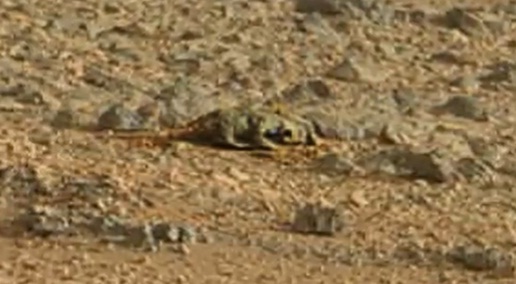 Anomalías en Marte: Reptil en Marte