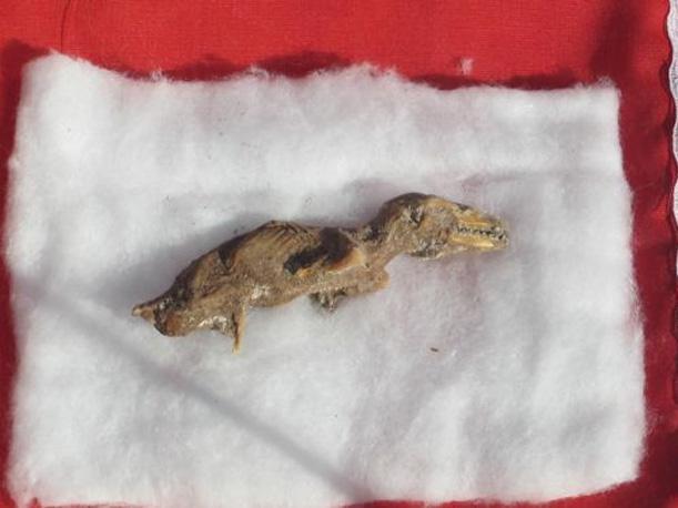 Arequipa, Perú: Supuesto feto de dinosaurio hallado pertenece a un mamífero marsupial
