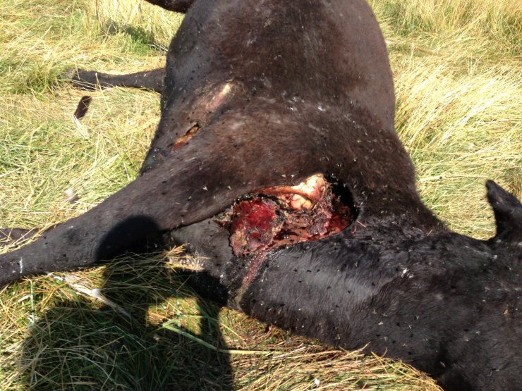 Cadáver de vaca mutilada encontrada en rancho de Missouri