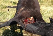 Cadáver de vaca mutilada encontrada en rancho de Missouri – Crédito: ufocasebook