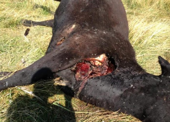 Cadáver de vaca mutilada encontrada en rancho de Missouri – Crédito: ufocasebook