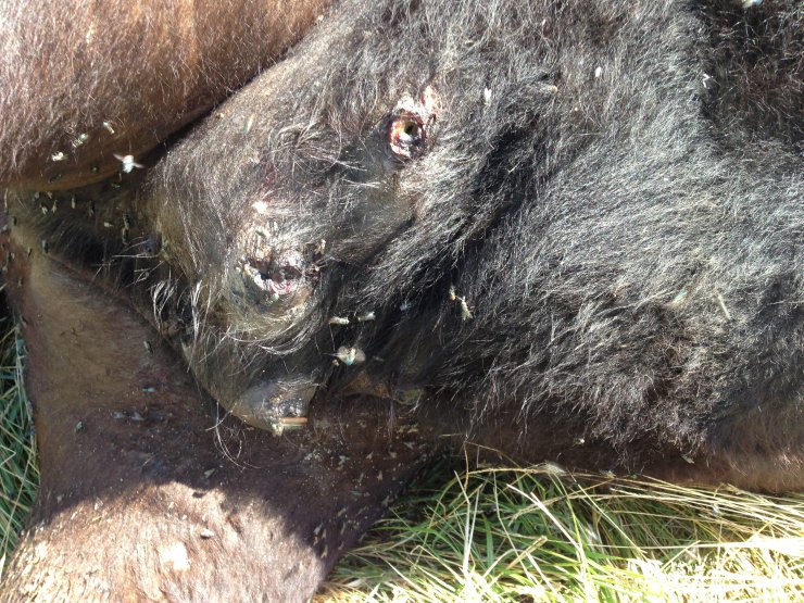 Cadáver de vaca mutilada encontrada en rancho de Missouri