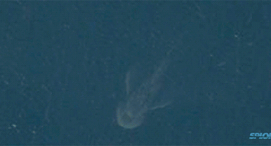 Fotografía Apple Maps muestra anomalía: supuesto monstruo del Lago Ness