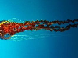 Una invasión mundial de medusas amenaza el equilibrio ecológico