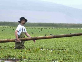 Ejemplo a seguir: Científico peruano descontamina una laguna de Perú