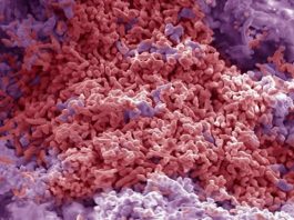 Bacterias extremófilas habitan bajo Sevilla