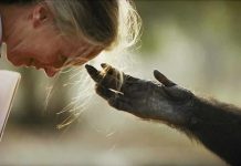 Jane Godall y un chimpancé en rehabilitación. Foto: Michael Nichols