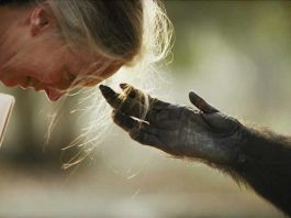 Jane Godall y un chimpancé en rehabilitación. Foto: Michael Nichols