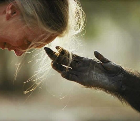 Jane Godall y un chimpancé en rehabilitación. Foto: Michael Nichols