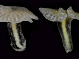 Las extrañas criaturas fueron recogidas de las profundidades del mar en 1986 durante un crucero de investigación fuera de Tasmania