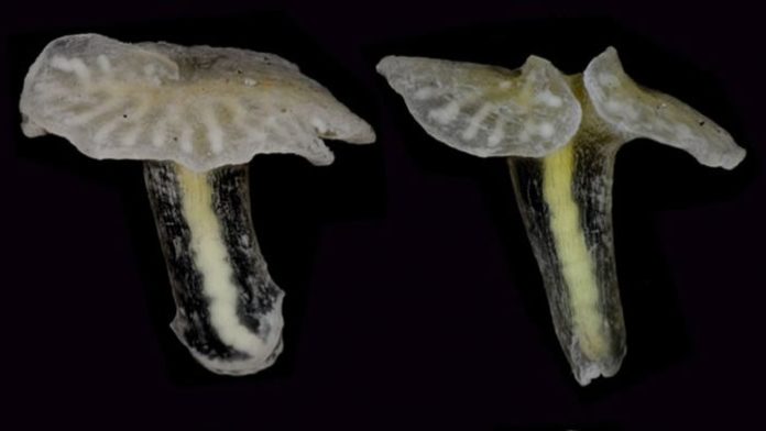 Las extrañas criaturas fueron recogidas de las profundidades del mar en 1986 durante un crucero de investigación fuera de Tasmania Las extrañas criaturas fueron recogidas de las profundidades del mar en 1986 durante un crucero de investigación fuera de Tasmania