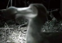 Escena tomada del presunto vídeo de un Dodo (¿En Costa Rica?)