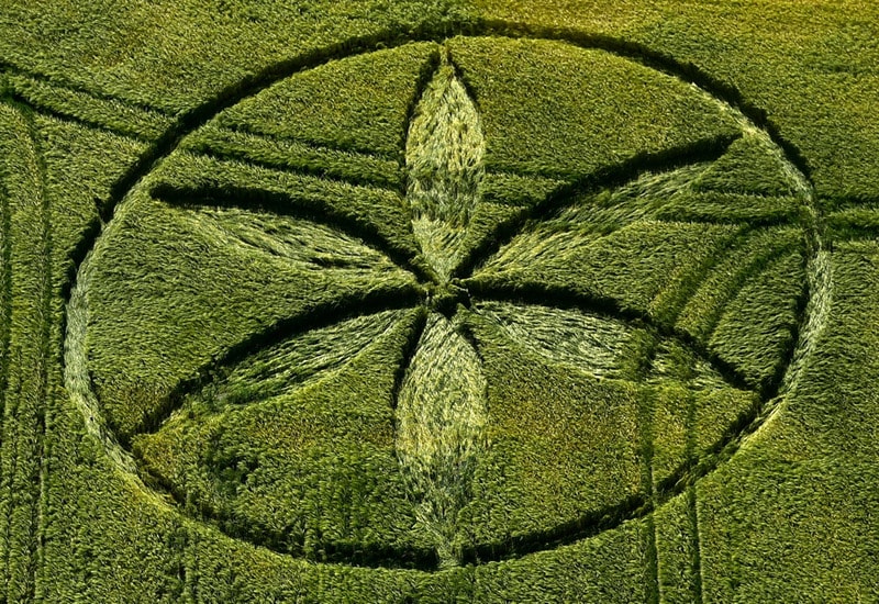 Crop Circle reportado en Wiltshire, Reino Unido. 29 de junio 2015.