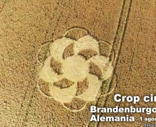 Crop circle reportado en Alemania. 1 de agosto 2015. Crédito: Kleine Fee