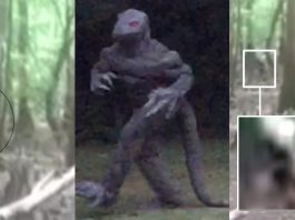 Una mujer de Carolina del Sur (EE.UU) afirma haber fotografiado un hombre lagarto