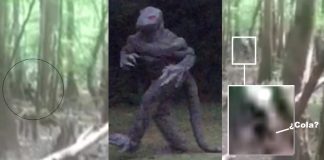 Una mujer de Carolina del Sur (EE.UU) afirma haber fotografiado un hombre lagarto