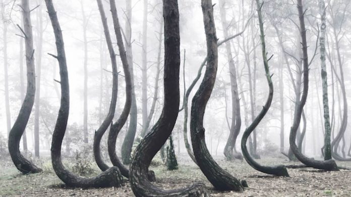 Este bosque de Polonia está lleno de árboles torcidos y nadie puede explicar por qué